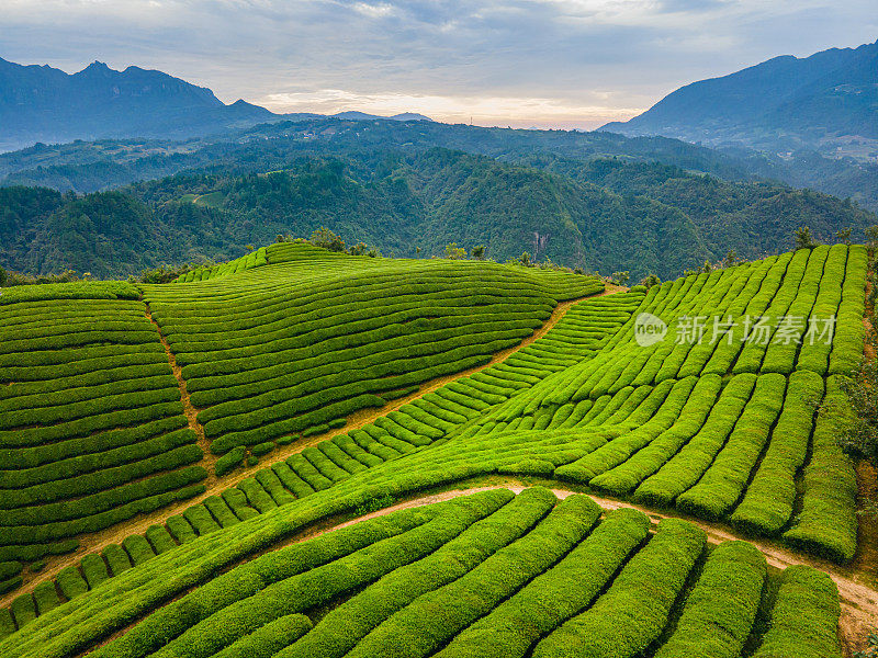 鸟瞰山上的茶园