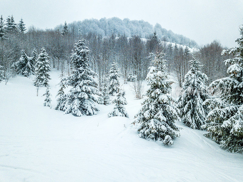 冬天的风景在雾与雪和树枝覆盖着白霜和冰冻的雪。高质量的照片