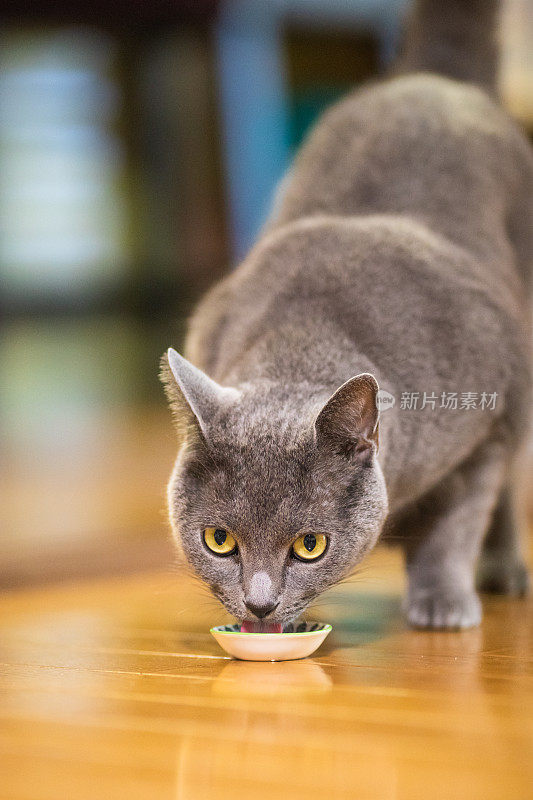 漂亮的灰短毛猫在家里室内吃着一些食物