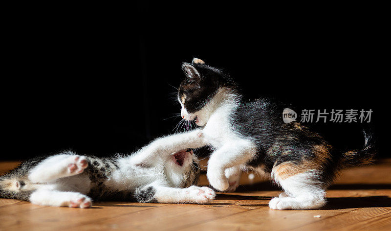 两只小猫在一起玩打架游戏