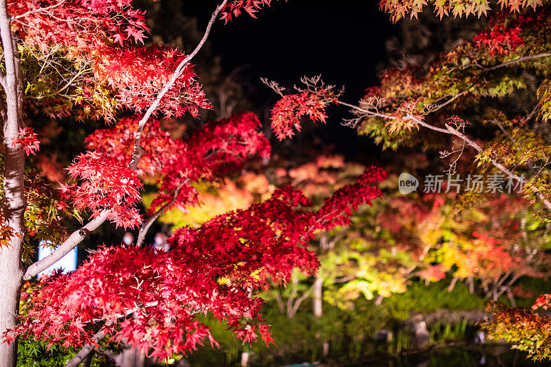 红彤彤的秋枫叶在夜晚闪闪发光