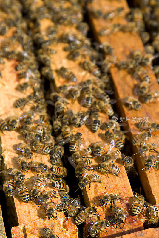 蜜蜂聚集在蜂巢框架上