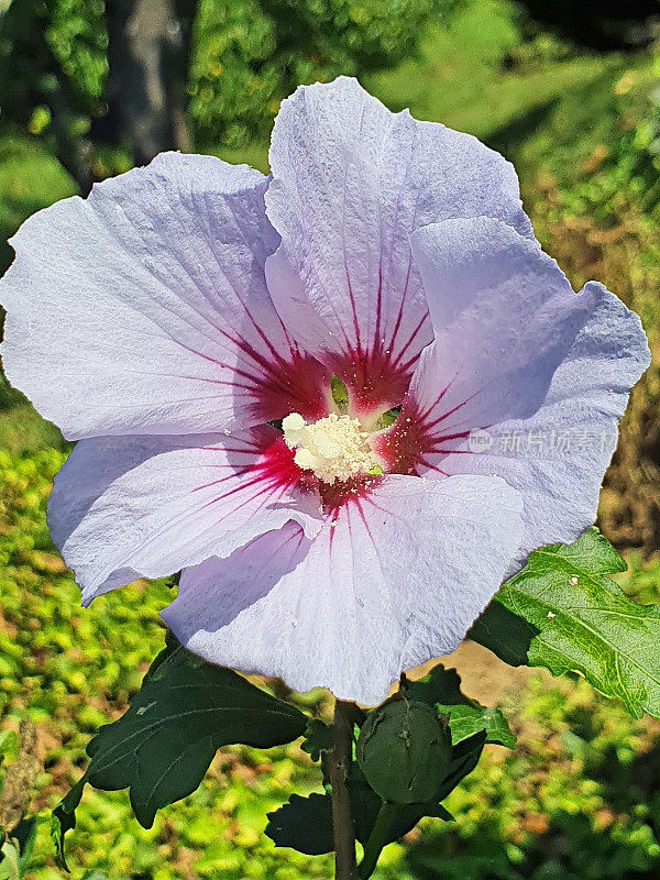 芙蓉花的特写