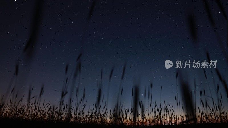 在夜空星空星系的自然背景下，小麦幼苗的剪影。夏天的背景，夏天的背景。发光的星星。4K自然背景。夜景的观点。晚上的时间。视频晚上夜间