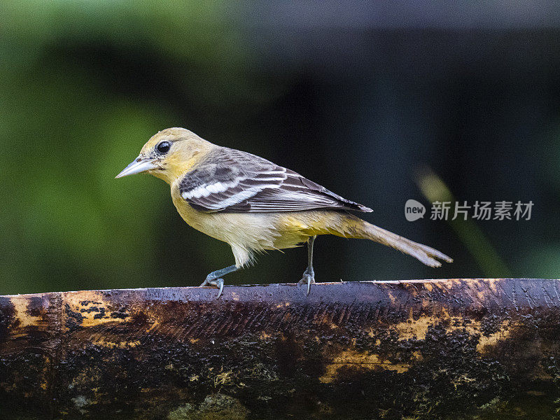 哥斯达黎加热带雨林中的布洛克黄鹂