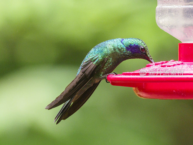 小的紫罗兰色蜂鸟，从喂鸟器中饮水