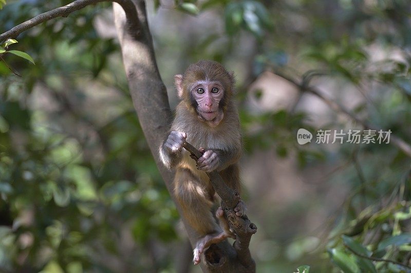 在树林里玩小猴子