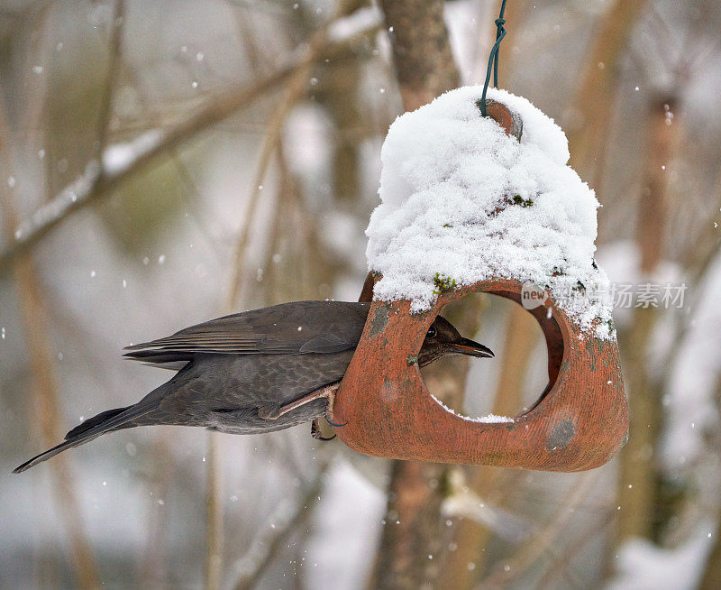在一个小鸟喂食器里的黑鸟，挪威奥斯陆