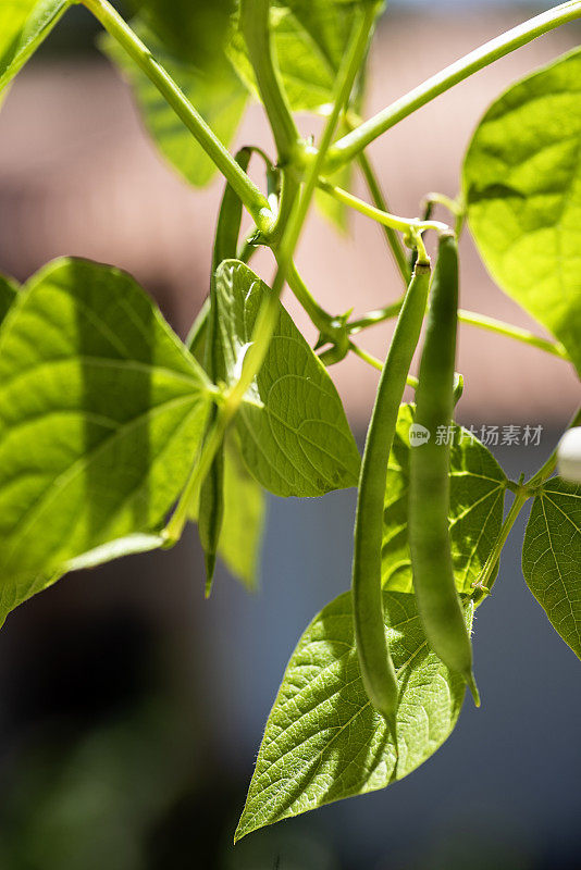 小豆荚植株，健康农业幼苗