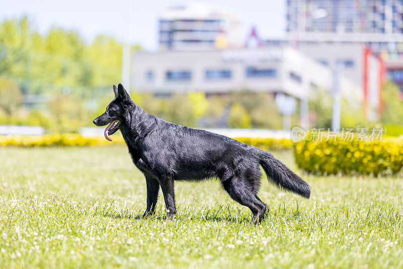 黑色德国牧羊犬坐在草地上