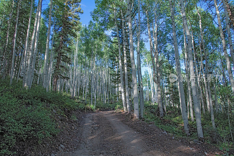 美国西部科罗拉多州西南部，陡峭的4x4土路穿过白杨树