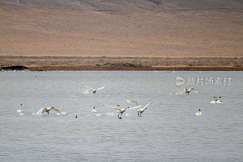 5只号手天鹅组成的天鹅群在起飞时飞过冰川国家公园附近的冰冻湖