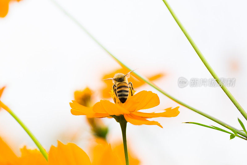蜜蜂栖息在花朵上
