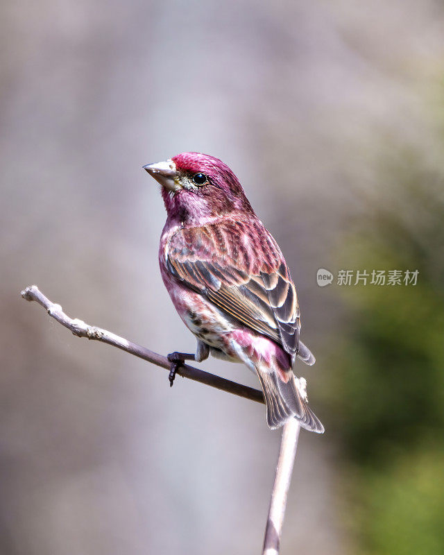 紫雀照片和图像。雀雄性特写特写视图，栖息在树枝上显示红色羽毛与模糊的背景在它的环境和栖息地周围。