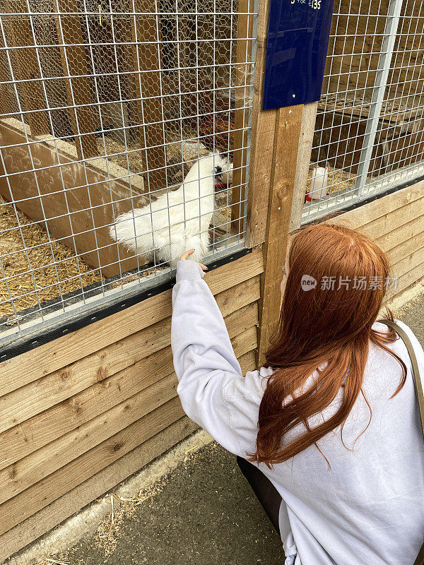 一群丝鸡在宠物店鸟舍的笼子里，在铁丝网后面，红头发的女人抚摸着毛茸茸的鸡羽毛