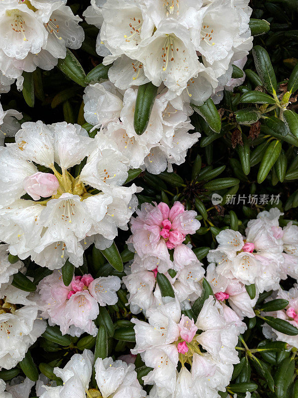 全帧图像白色和粉红色开花杜鹃花灌木在阳光明媚的花园，绿叶背景，关注前景