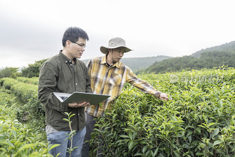 两名中国男性科学家用笔记本电脑记录了一个有机茶园中茶树的生长情况