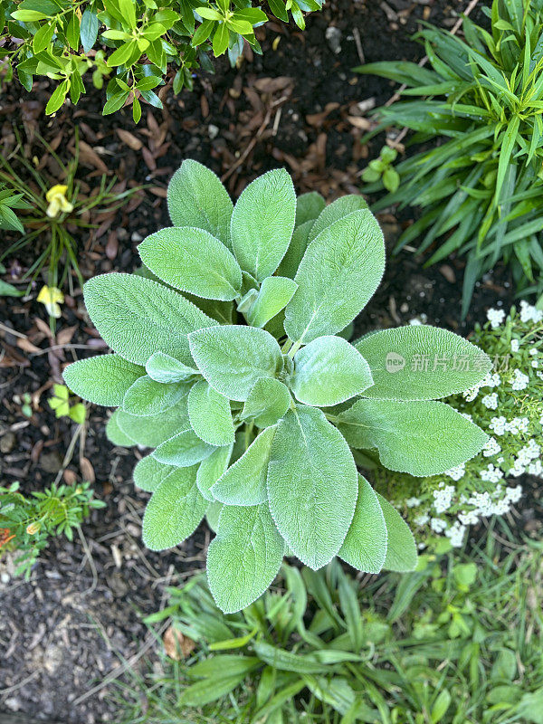 花园里的羊耳植物