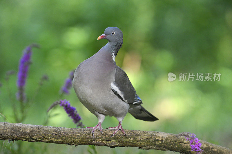 木鸽(耧斗菜)