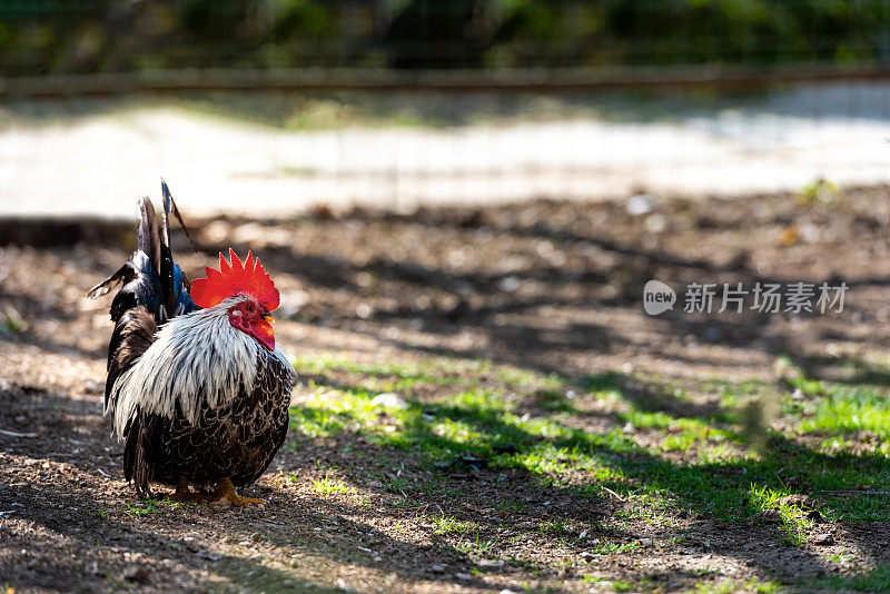 农场上的黑公鸡乌鸦