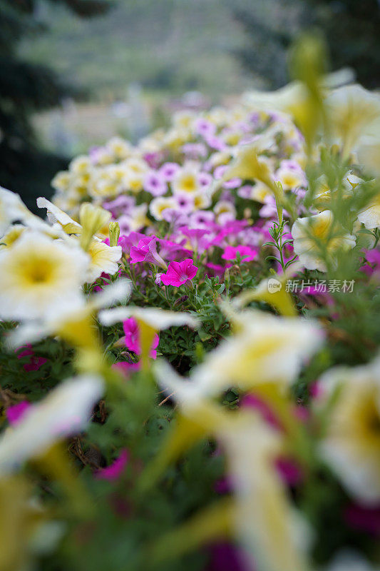 充满活力的花朵在花盒家居装饰