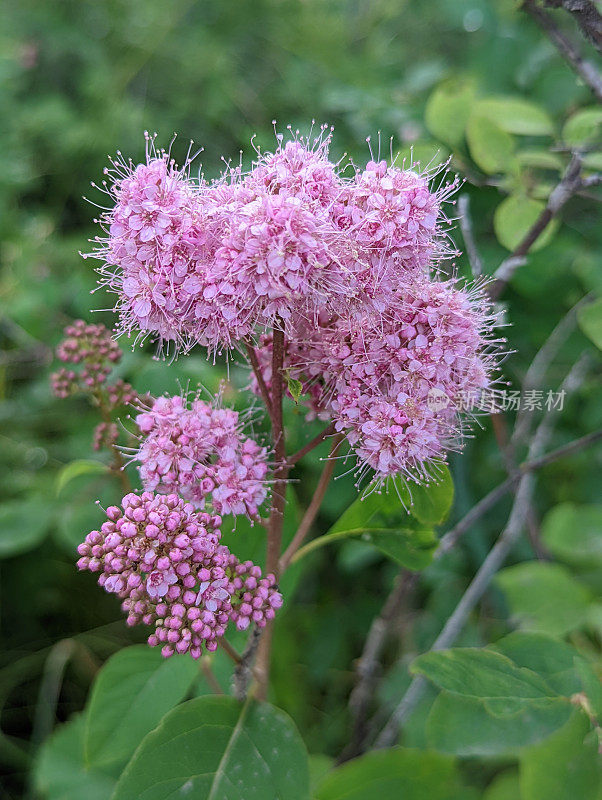 野花草本绣线菊花