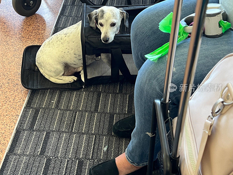残疾人带着狗等待延误的航班