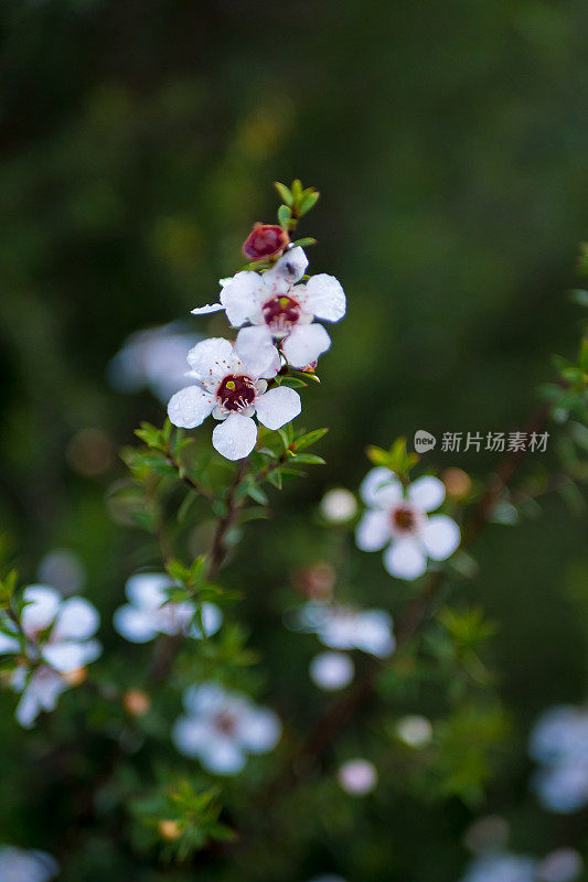 麦卢卡(钩花)茶树花