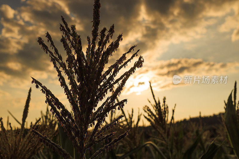 宾夕法尼亚州农田里的玉米作物