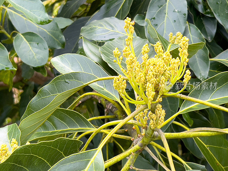 牛油果树上的花蕾