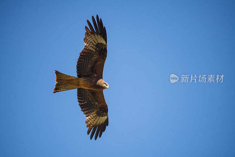 一只红色的风筝在蓝天上飞翔。这张照片拍摄于2022年8月8日，地点是中国青海省杂多县