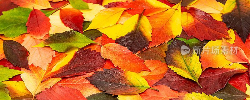 潮湿的秋色树叶背景。落叶带着雨滴。