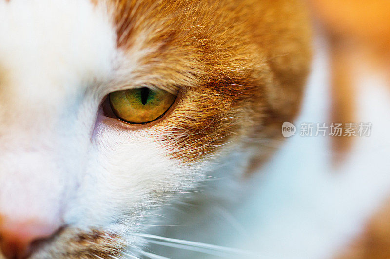 特写中姜黄色猫的脸和凶猛的眼睛