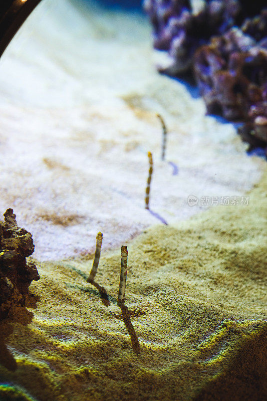 水族箱里从沙子里钻出来的花园鳗鱼