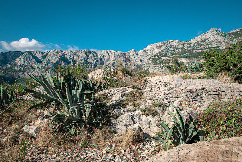 典型的海景与山脉和一些芦荟植物在前景