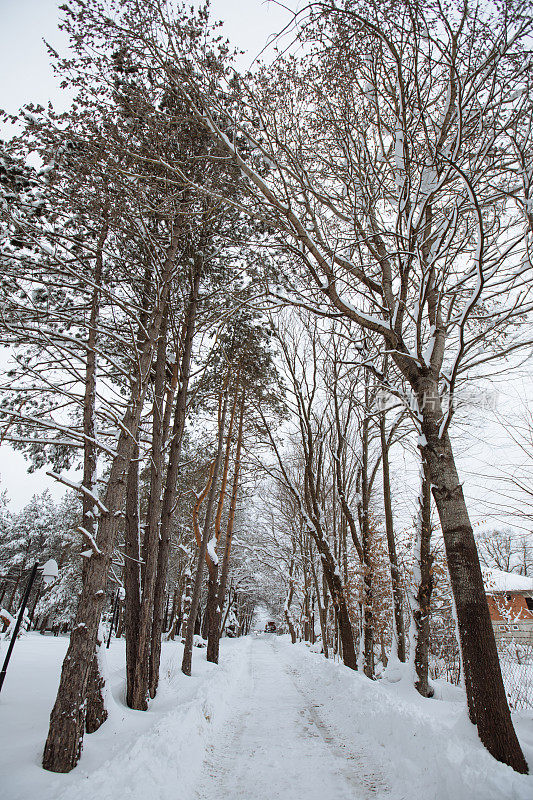 冬季景观，白雪覆盖的树木和阳光