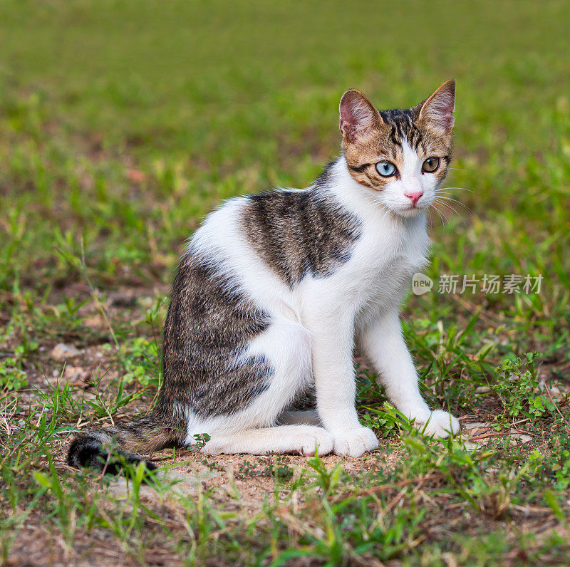 怪眼流浪猫