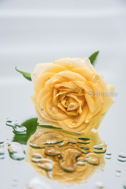 蓝色背景的花瓶里有一束吉卜草和桃玫瑰。玻璃花瓶里的吉卜草花和玫瑰，光影交织。玻璃花瓶与精致的玫瑰和吉普赛人。内部。