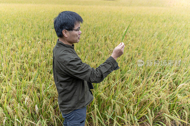一位男技术人员正在一片成熟的稻田里用电脑工作