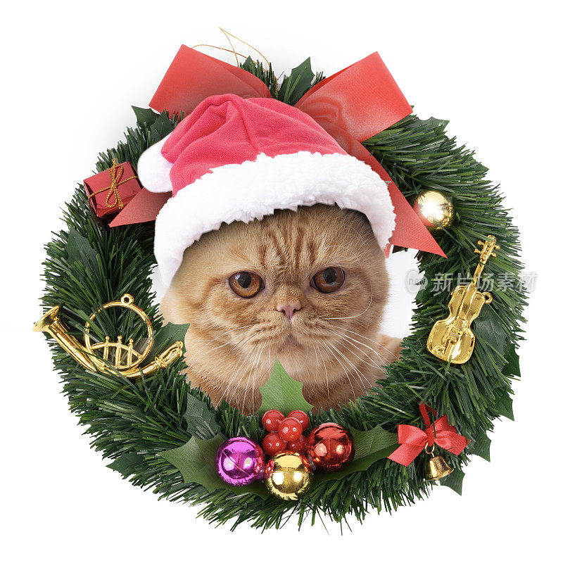 戴着红色圣诞老人帽子的苏格兰折耳猫从圣诞花环中探出头来。