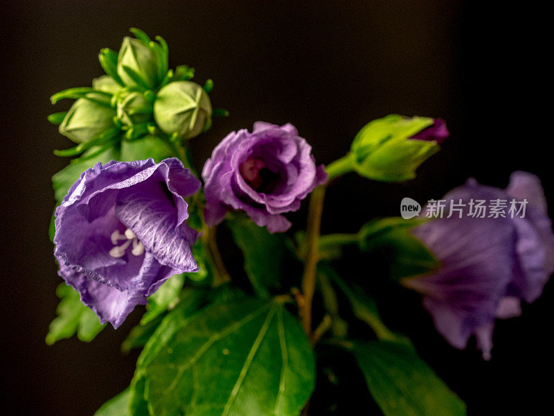 一张芙蓉花在黑色背景上绽放和生长的照片。百合花盛开，芙蓉花蕾绽放。