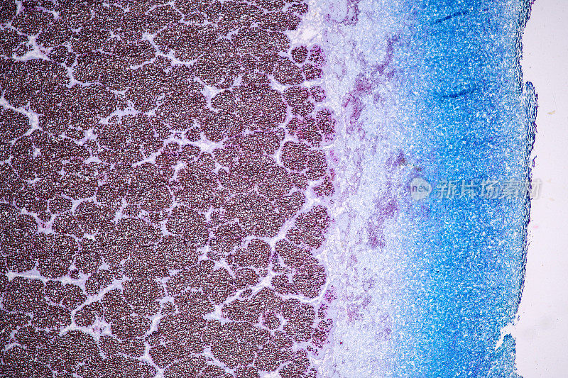 黏菌，作为一个群体，在显微镜下是多系的。