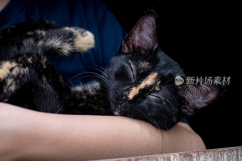 昏昏欲睡的黑猫