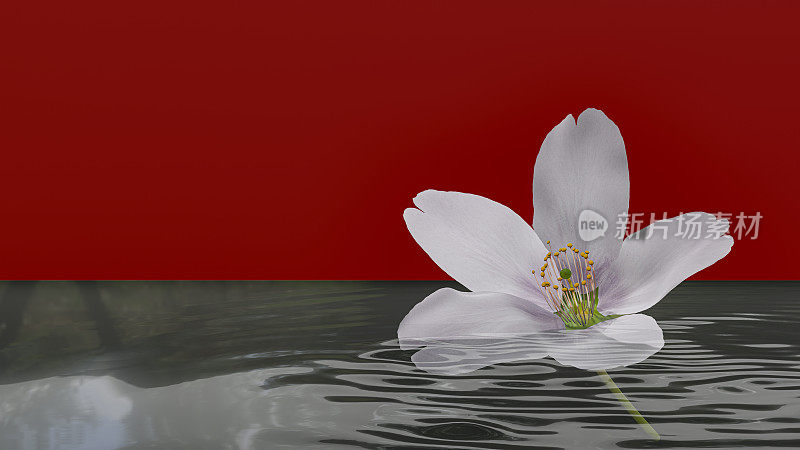 樱花在水面上轻轻摇曳