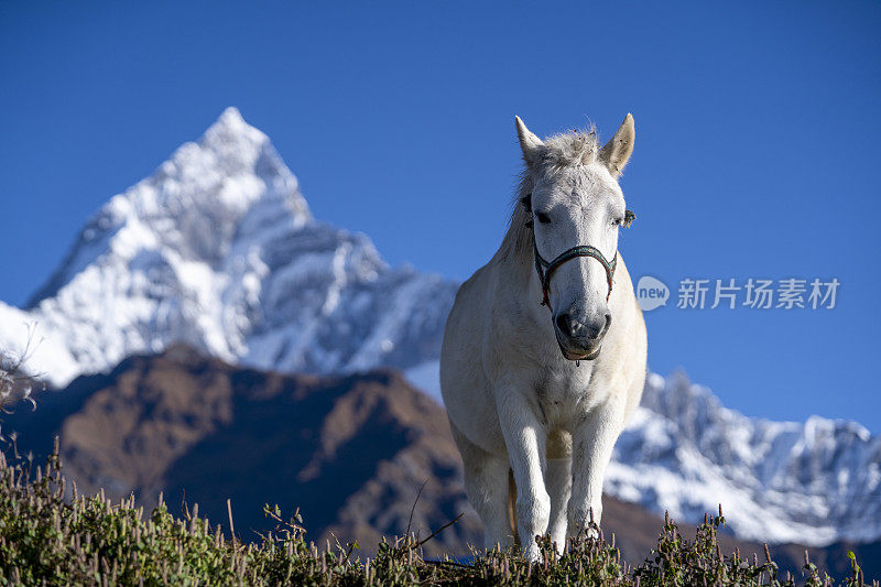 美妙的山景与雪峰和白马在阳光灿烂的日子