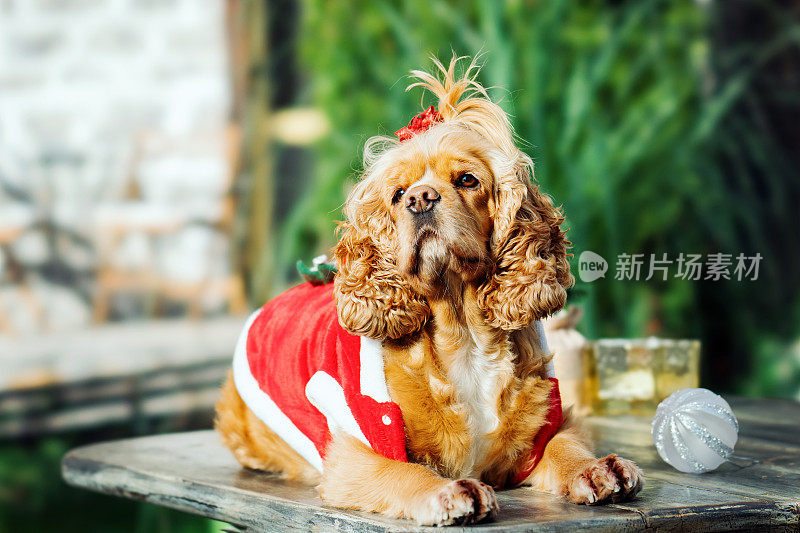 可爱有趣的可卡犬在圣诞老人的衣服