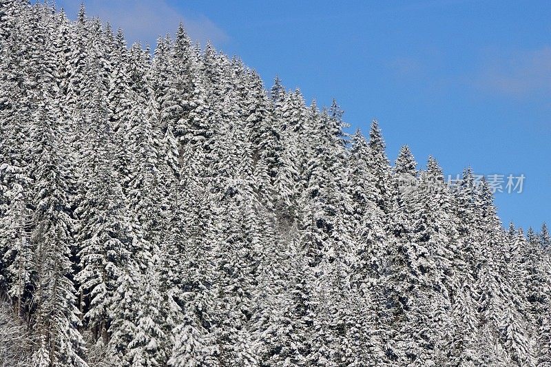 白雪覆盖的冷杉树映衬着天空