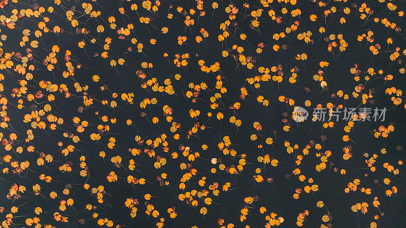 鸟瞰热带湖泊中绿色和黄色的睡莲和荷花，沼泽中有睡莲，睡莲，鸟瞰博鲁阿班特湖国家公园，秋天的树叶和睡莲在湖面上，秋天的颜色，鸟瞰秋天