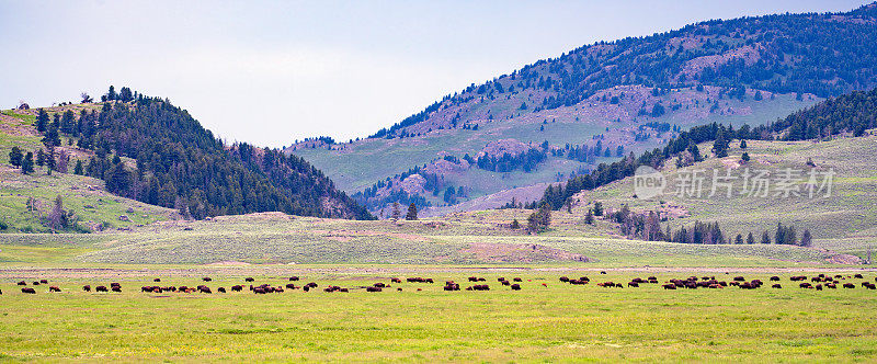 许多水牛(或野牛)，许多带着小牛向东迁移到拉马尔山谷，在黄石生态系统中吃草