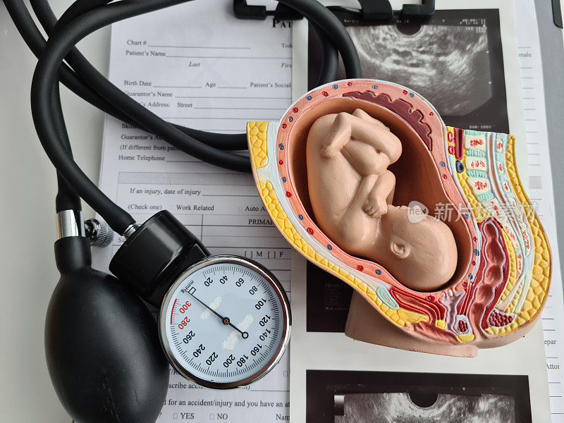 胚胎模型及子宫超声